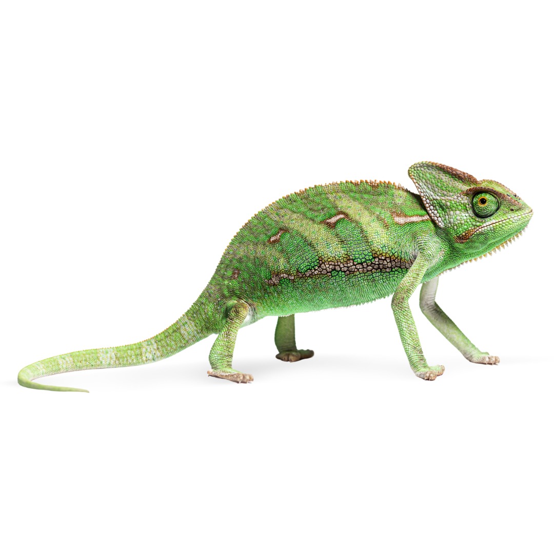Camaleón velado (Chamaeleo calyptratus) sobre fondo blanco