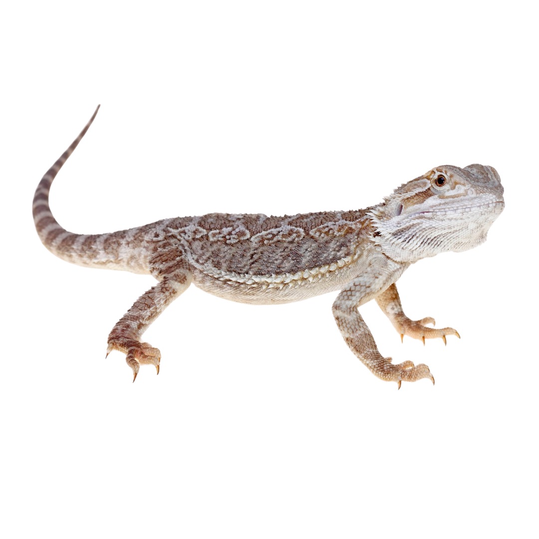 Dragón barbudo (Pogona vitticeps) sobre fondo blanco