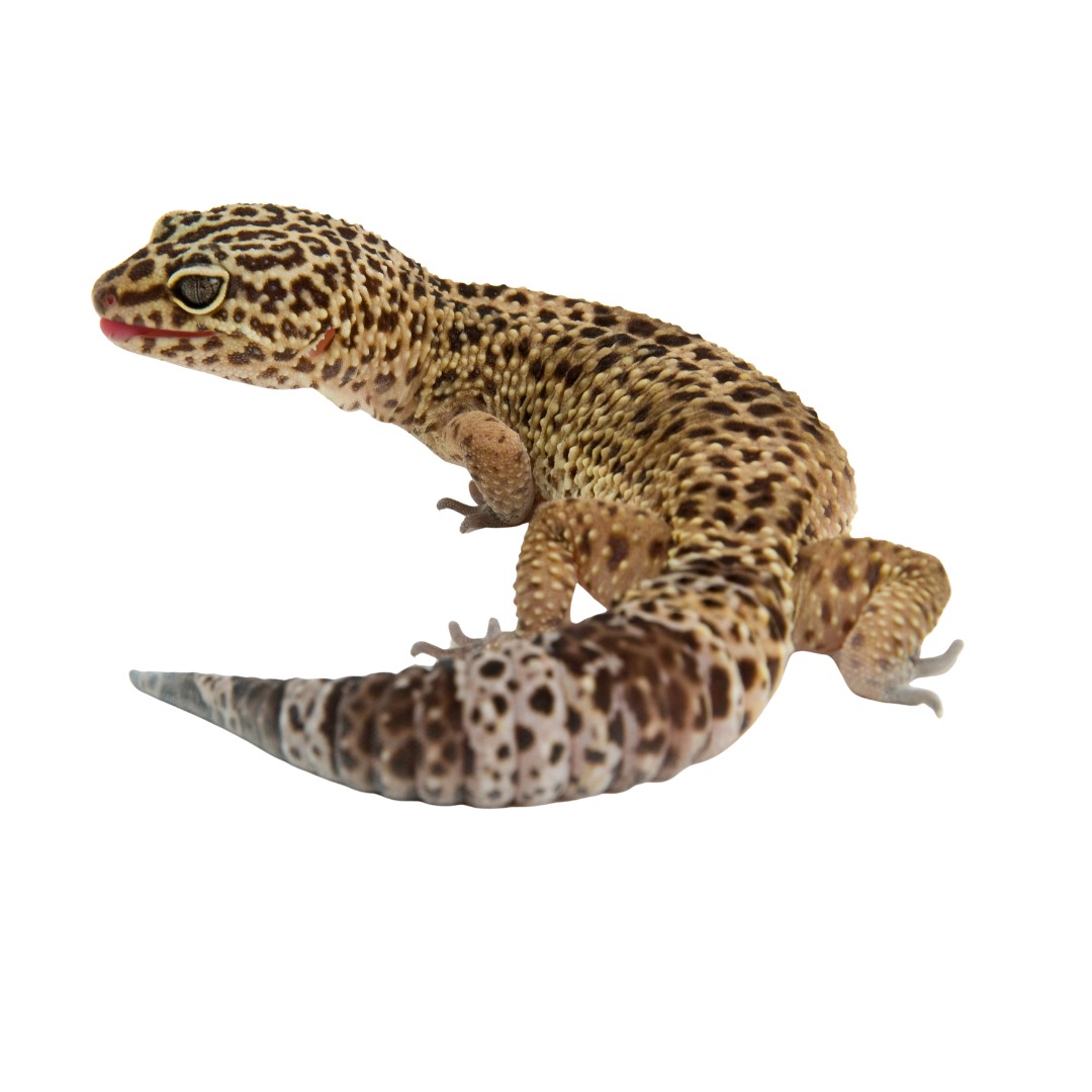 Gecko leopardo (Eublepharis macularius) sobre fondo blanco