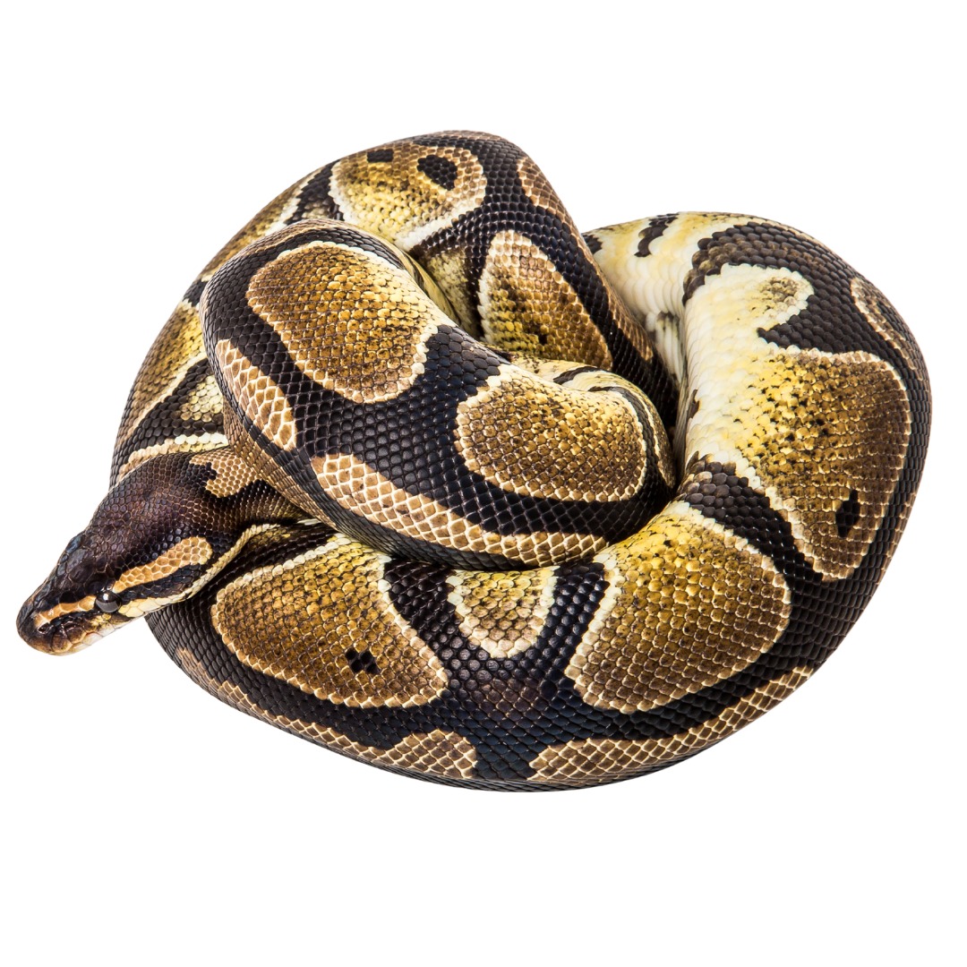 Pitón bola (Python regius) sobre fondo blanco