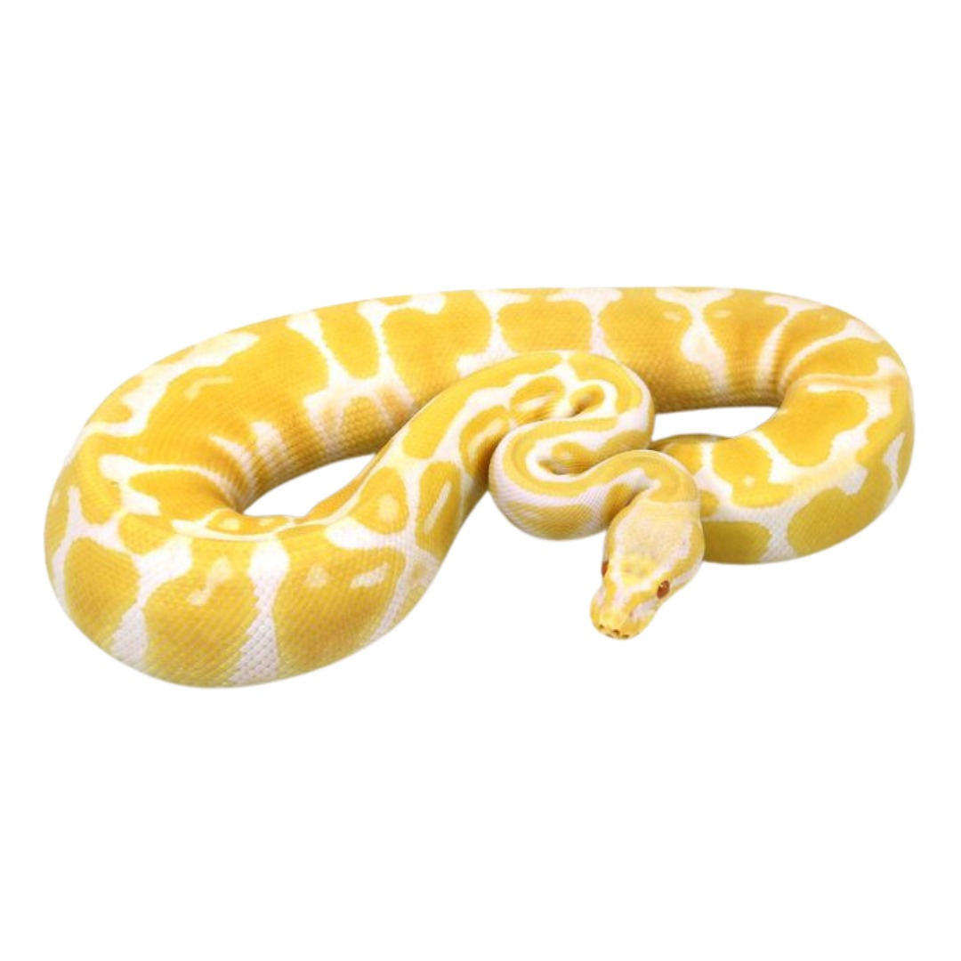 Pitón bola albina (Python regius var. albino) sobre fondo blanco