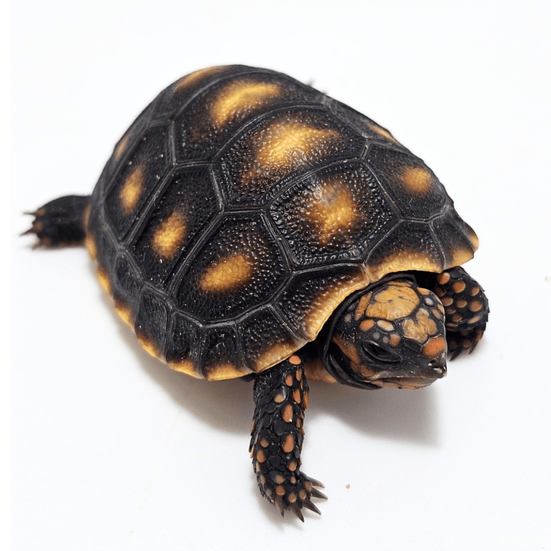 Tortuga patas rojas (Chelonoidis carbonarius) sobre fondo blanco