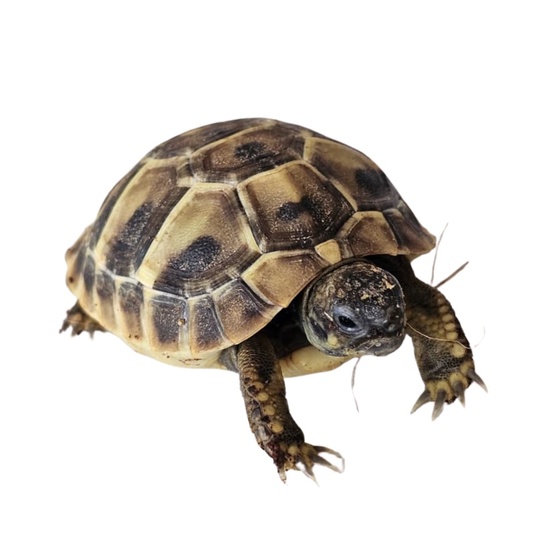 Tortuga rusa (Testudo horsfieldii) sobre fondo blanco